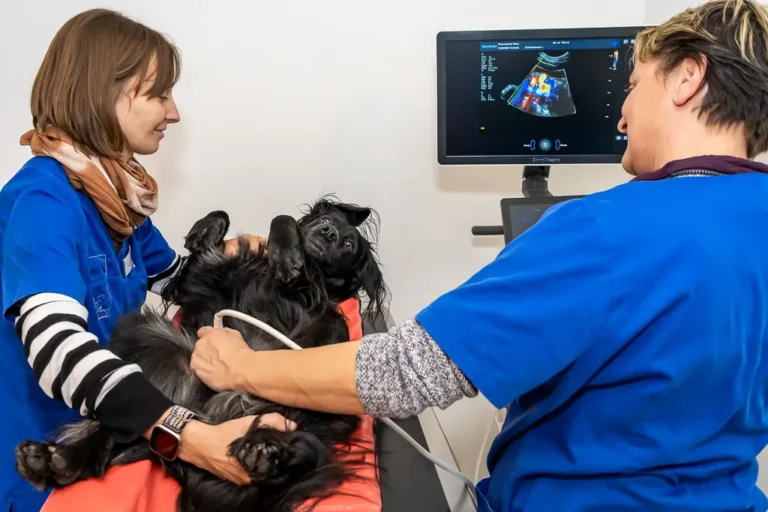 Praxisfoto Ultraschall beim Hund in Tierarztpraxis Neustadt