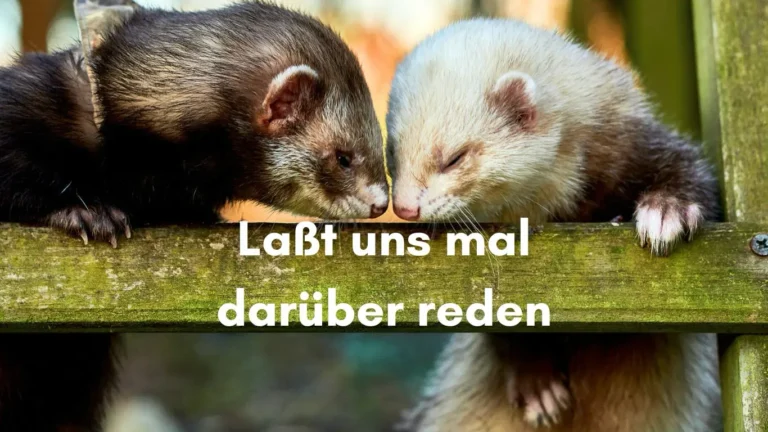 Link zum Kontakt zu Marianne Schreier