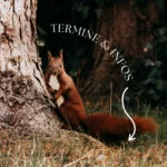 Weihnachts-Mini-Shooting zwischen Tannen mit Fotografin Marianne Schreier